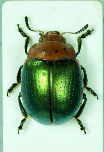 Réf. 279 837 : Chrysolina sp.